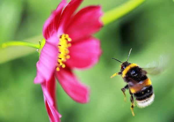 A bumble bee flies towards the center of a pink flower.