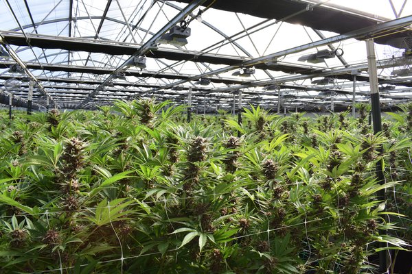 The inside of a cannabis greenhouse.