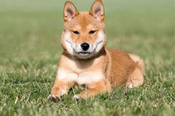 A Shiba Inu dog lying in grass.