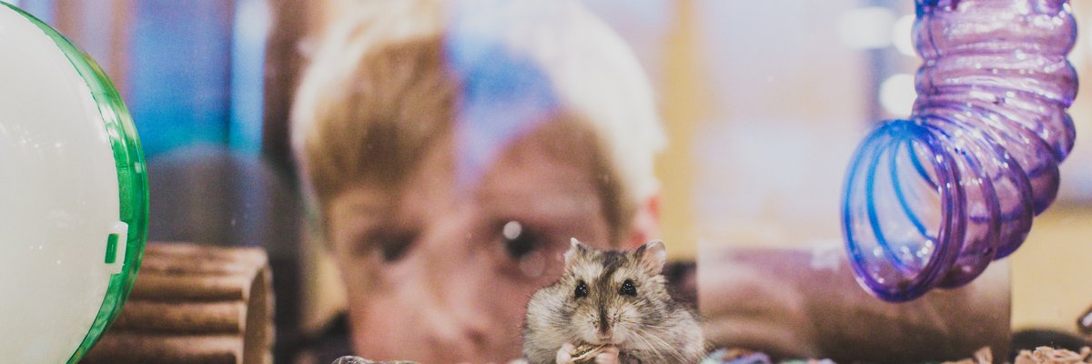 Child watching a hamster in its cage.
