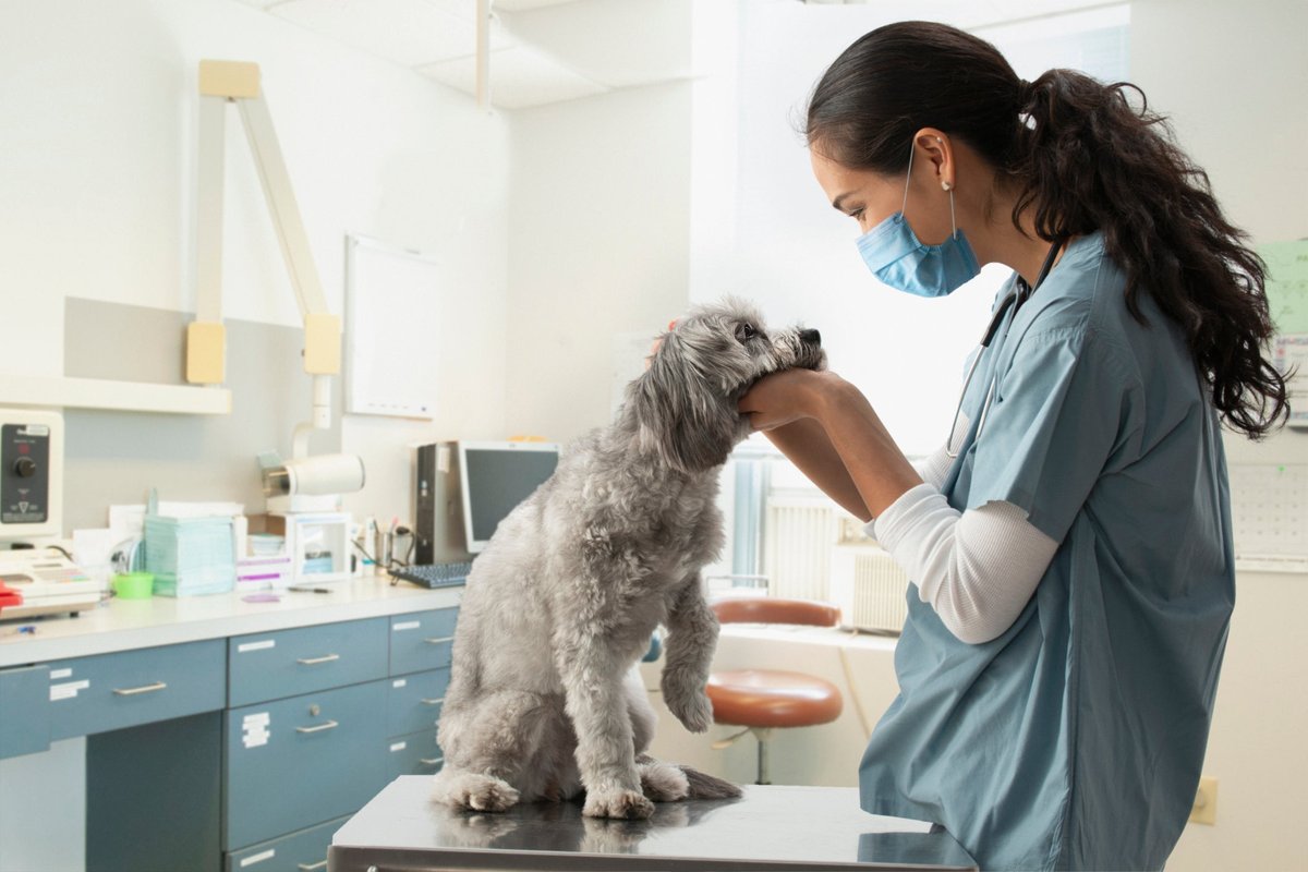 I’m Adopting an Older Dog. Should I Bother With Pet Insurance?