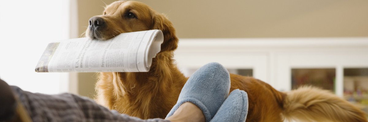 Dog bringing newspaper to owner.