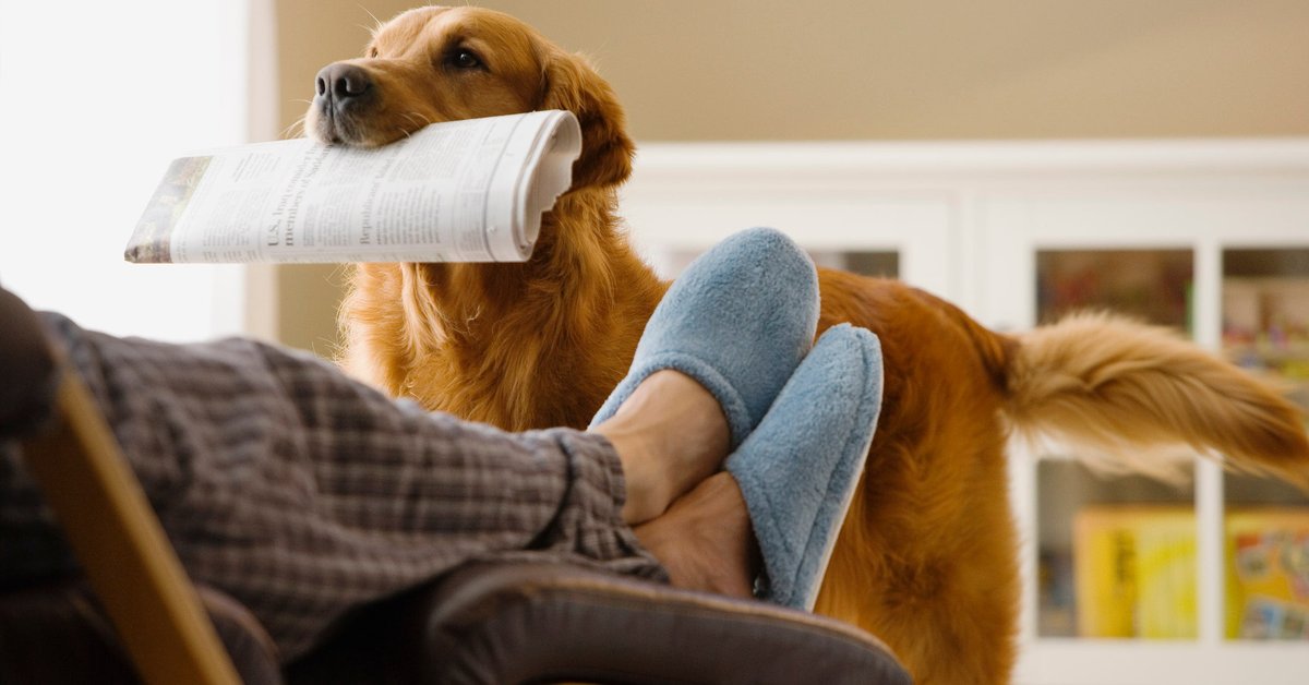 Dog bringing newspaper to owner.
