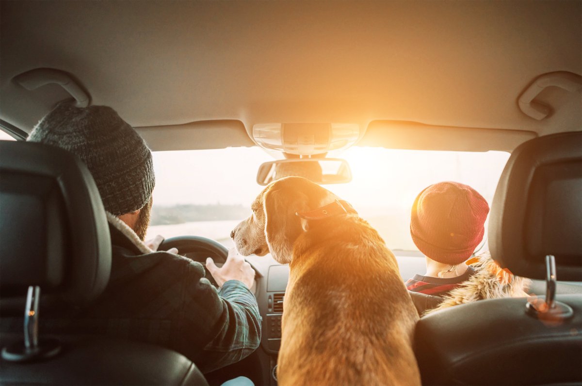 A family and their dog in a car on a road trip.