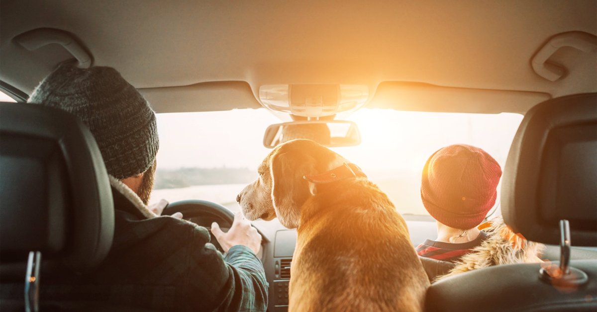 A family and their dog in a car on a road trip.