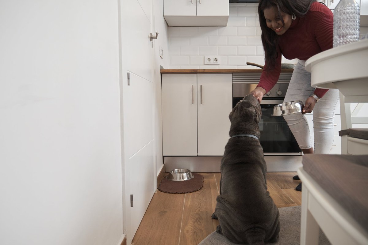 A young woman feeds her sharpei dog dinner in a bowl in her kitchen