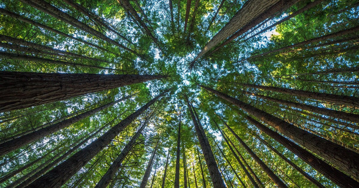 A forest of trees shooting up into the sky.