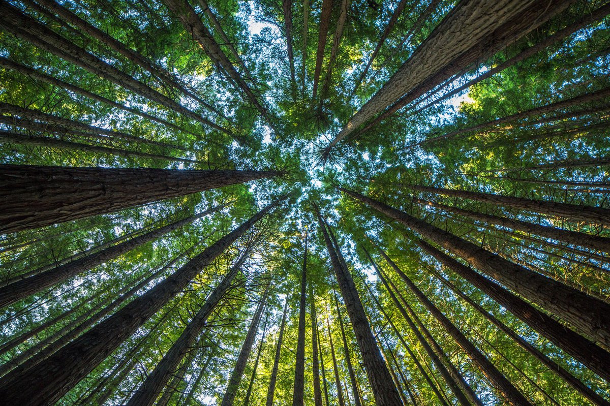 A forest of trees shooting up into the sky.