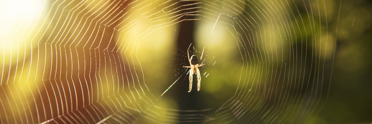 Spider in web.