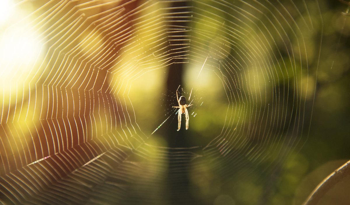 Spider in web.