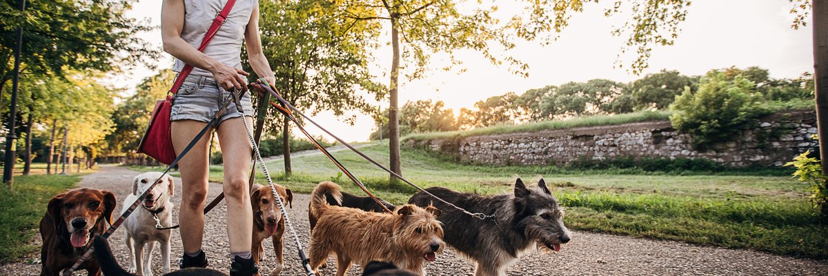 A person wearing headphones walks many dogs in a park.