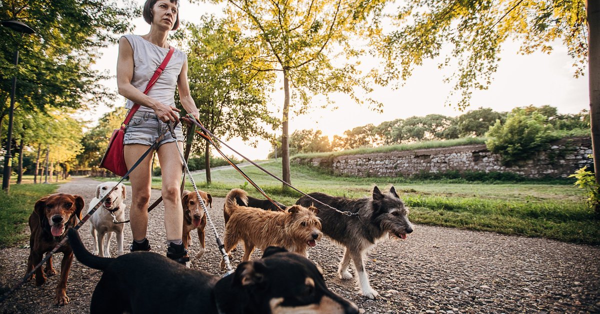 A person wearing headphones walks many dogs in a park.