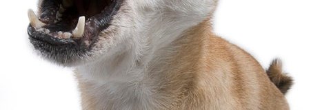 howling shiba inu dog