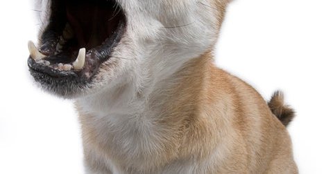 howling shiba inu dog