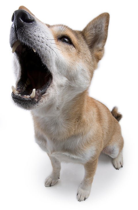 howling shiba inu dog