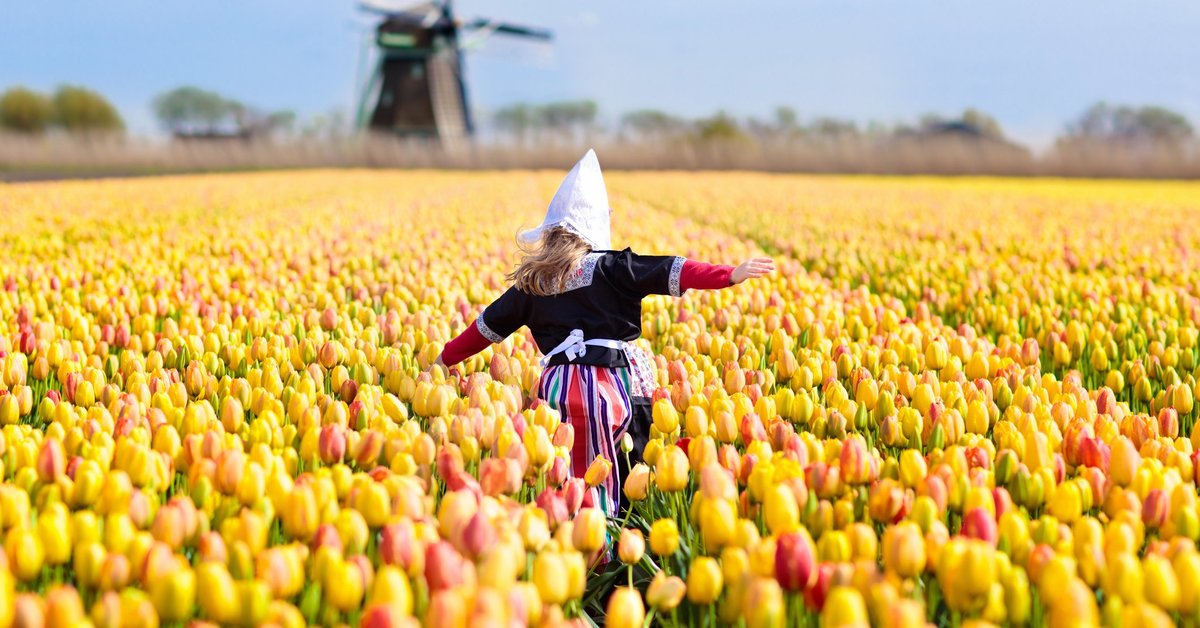 Little Dutch girl running through field of flowers toward windmill.
