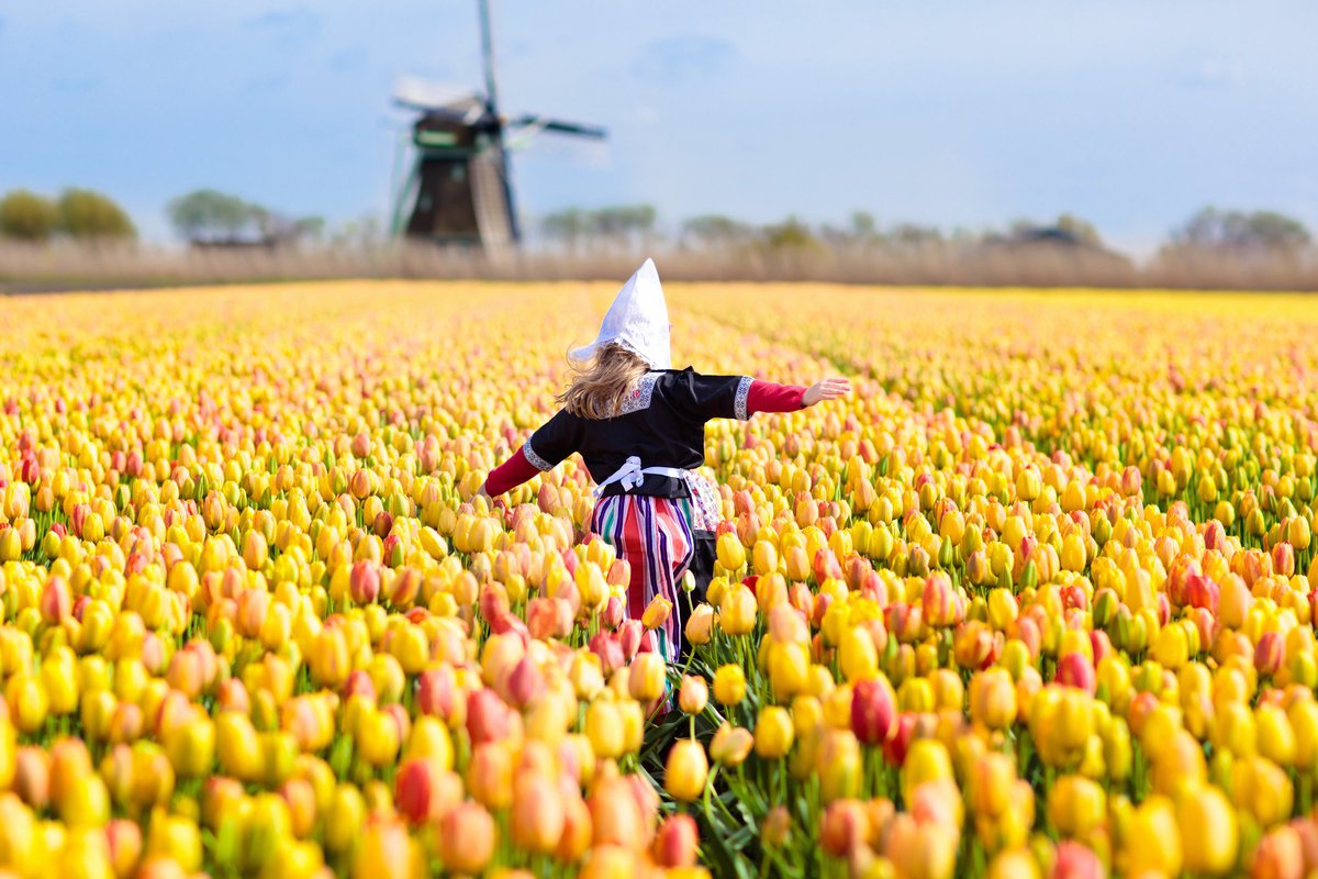 Little Dutch girl running through field of flowers toward windmill.