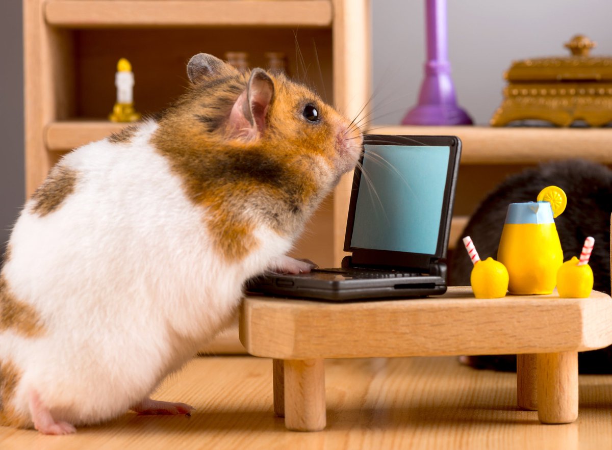 Hamster using a miniature desk and laptop
