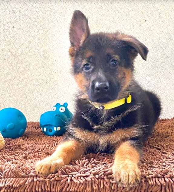 A German Shepherd puppy with some dog toys.