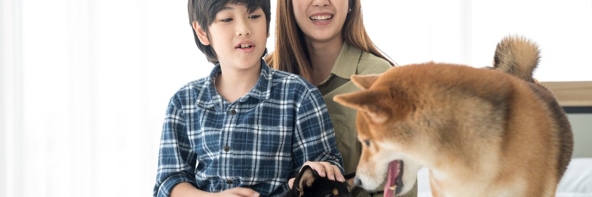 Mother and son play with two shiba inu dogs.