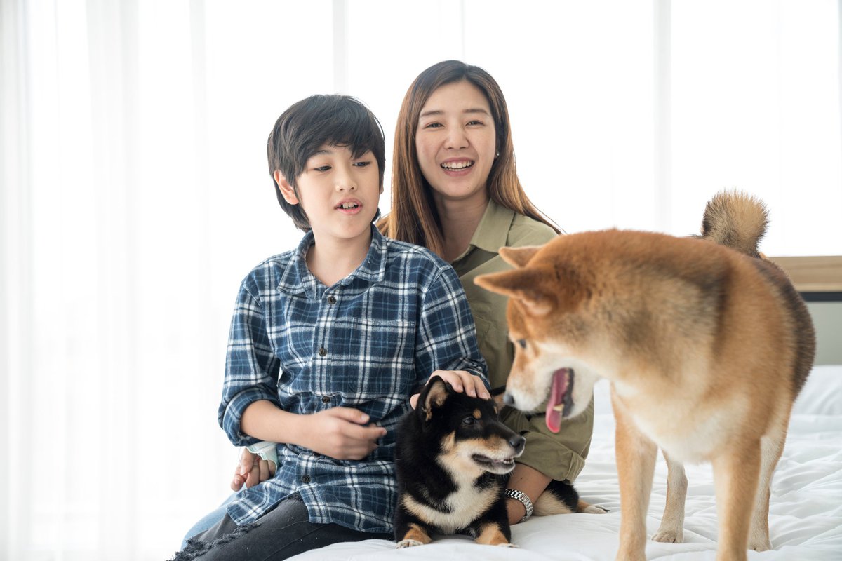 Mother and son play with two shiba inu dogs.