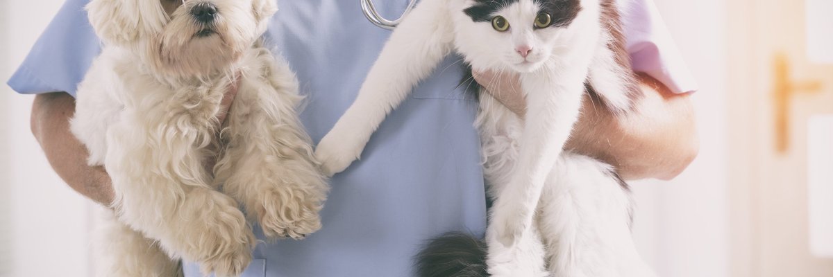 Vet holding a dog and a cat.