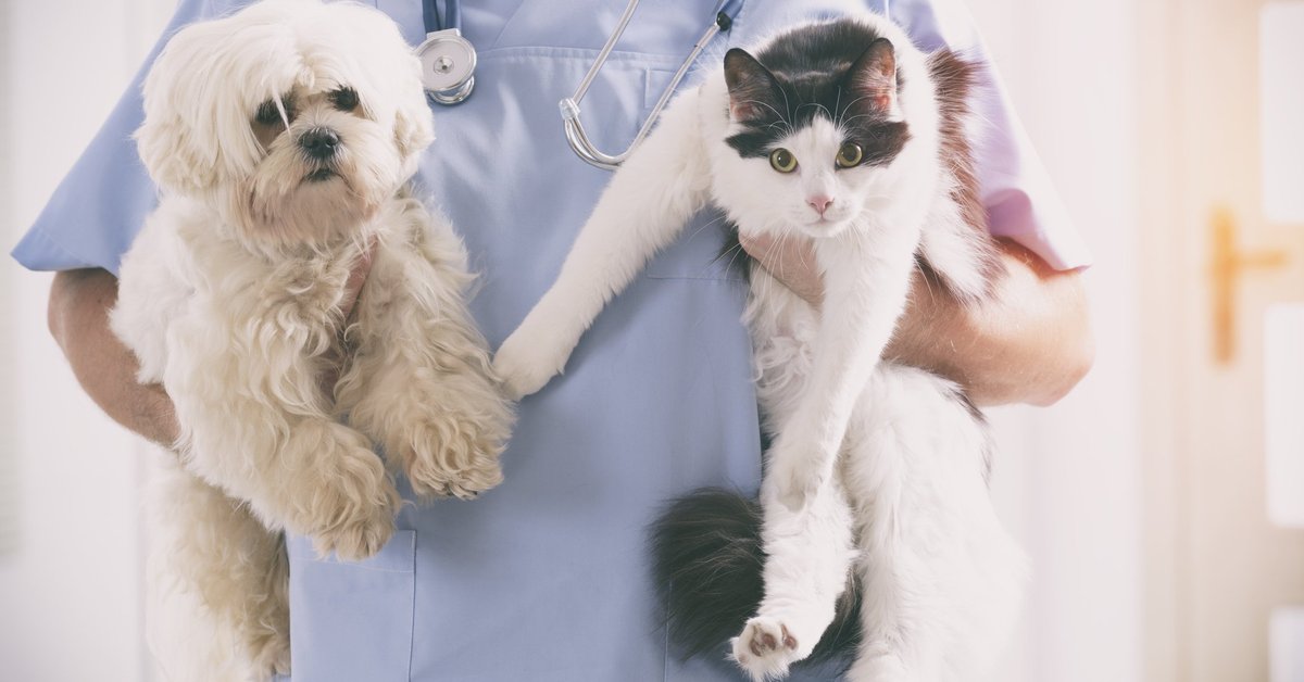 Vet holding a dog and a cat.