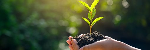 Planting A Tree