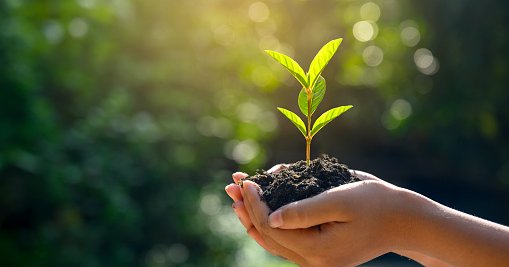 Planting A Tree