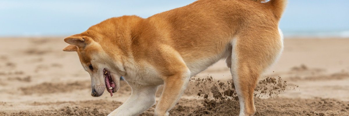 Shiba Inu dog digging a hole at the beach.