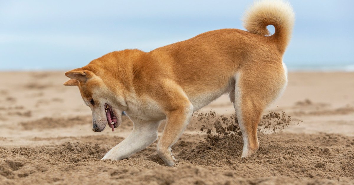 Shiba Inu dog digging a hole at the beach.