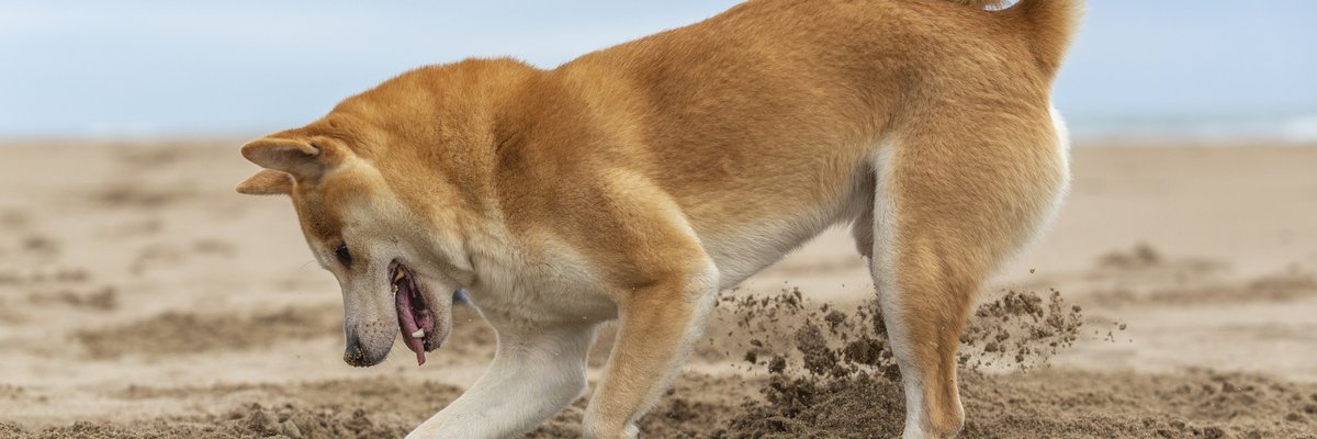 Shiba Inu dog digging a hole at the beach.