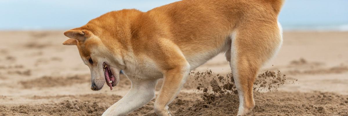 Shiba Inu dog digging a hole at the beach.