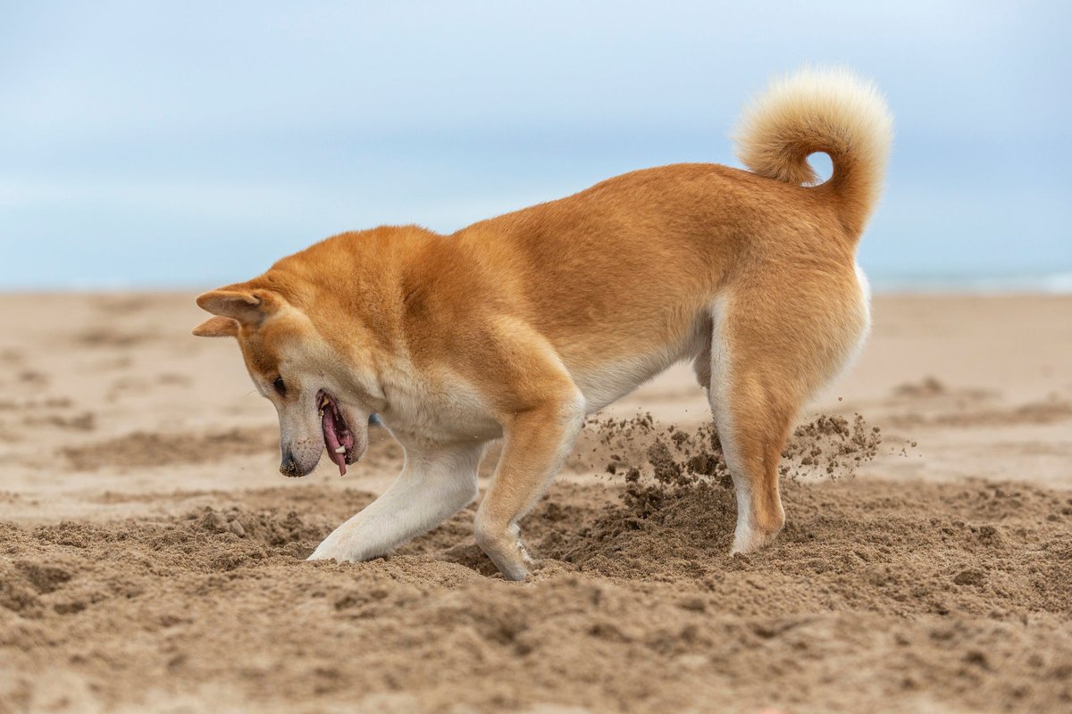 Shiba Inu dog digging a hole at the beach.