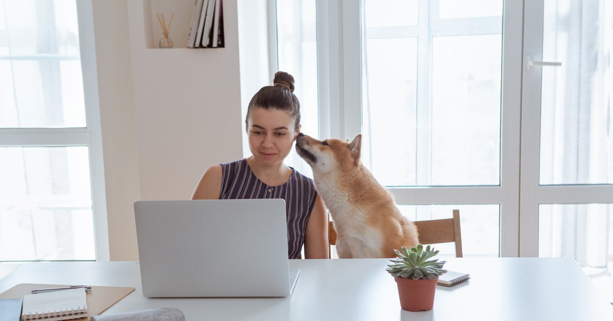 Shiba Inu dog giving owner a sniff while she uses laptop