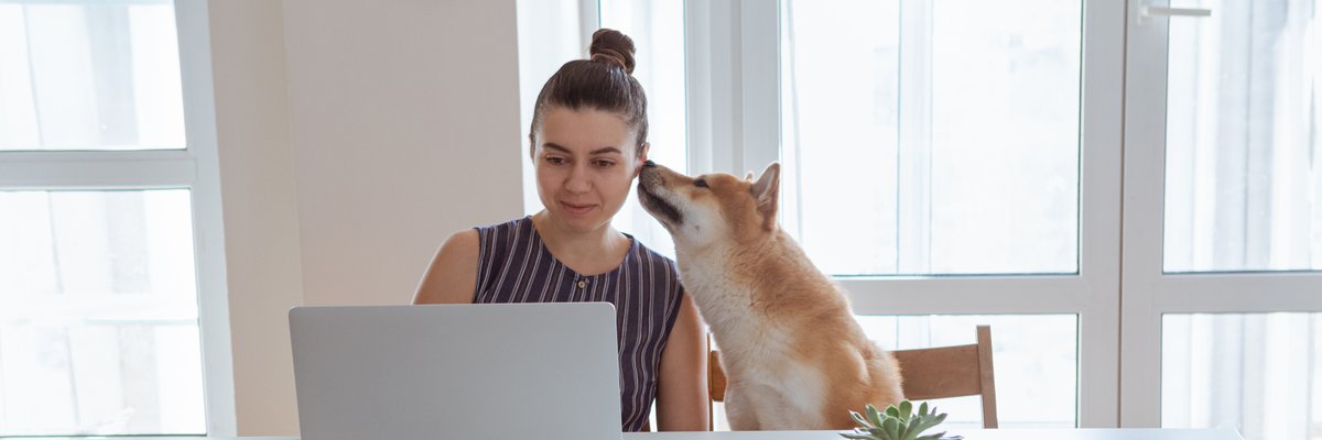 Shiba Inu dog giving owner a sniff while she uses laptop