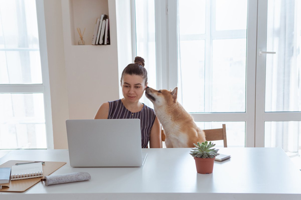 Shiba Inu dog giving owner a sniff while she uses laptop
