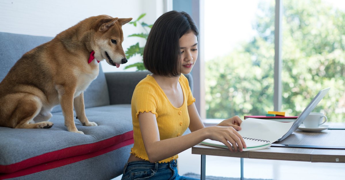 Shiba Inu dog looking over its owner's shoulder as she works on laptop.