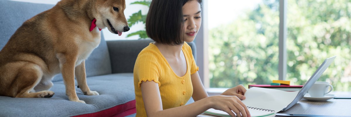 Shiba Inu dog looking over its owner's shoulder as she works on laptop.