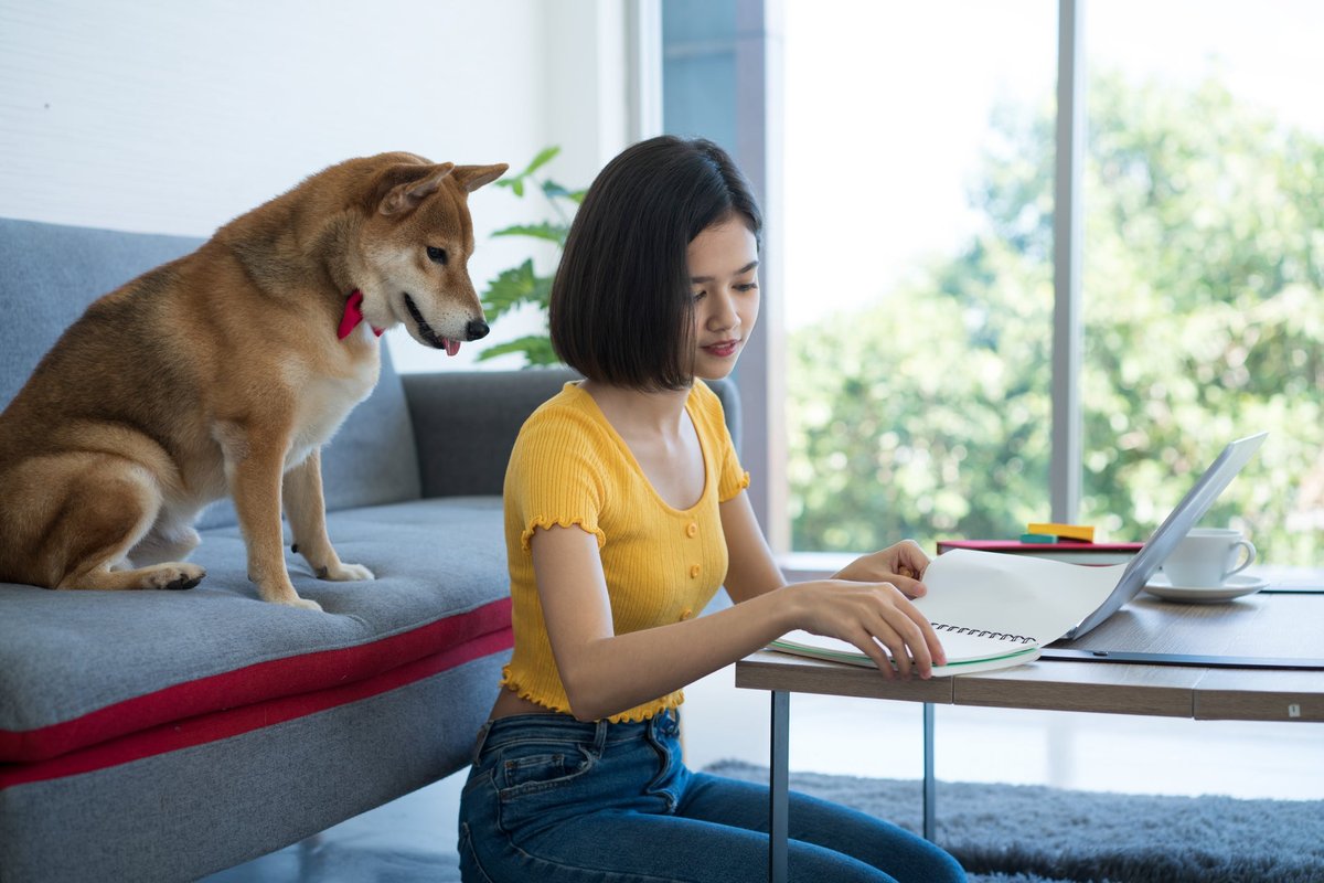 Shiba Inu dog looking over its owner's shoulder as she works on laptop.