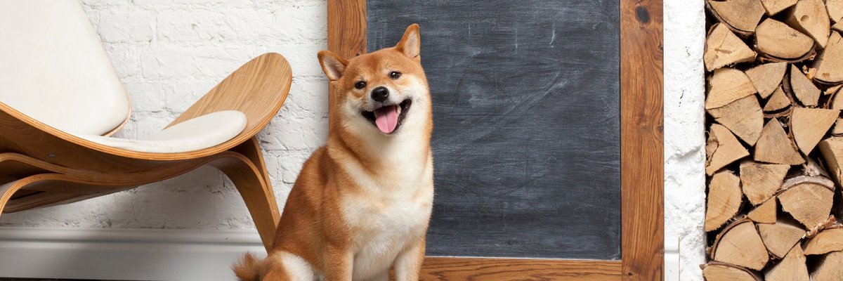 Shiba Inu dog standing by chair and chalkboard.