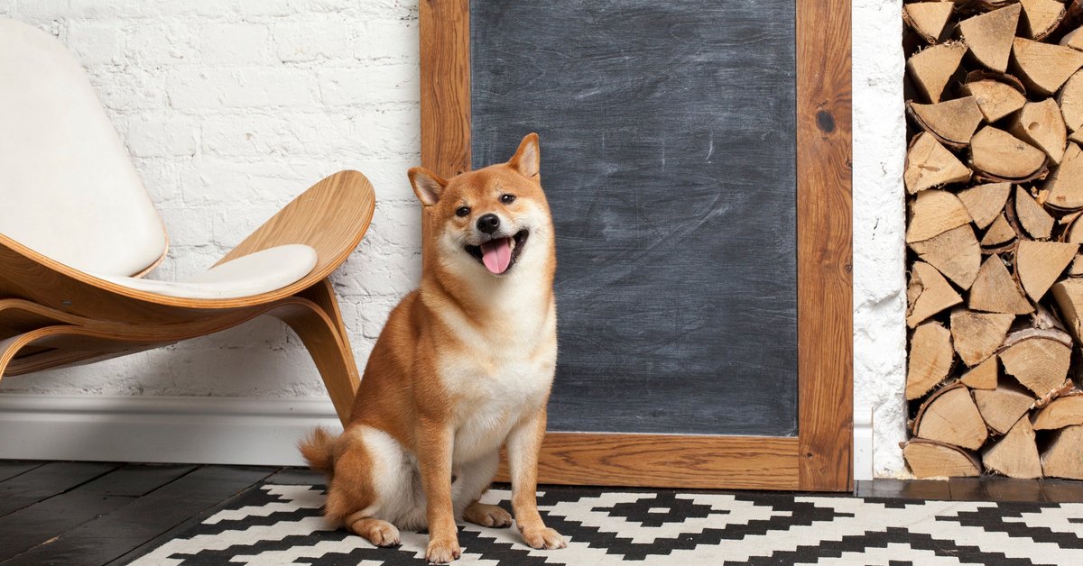 Shiba Inu dog standing by chair and chalkboard.