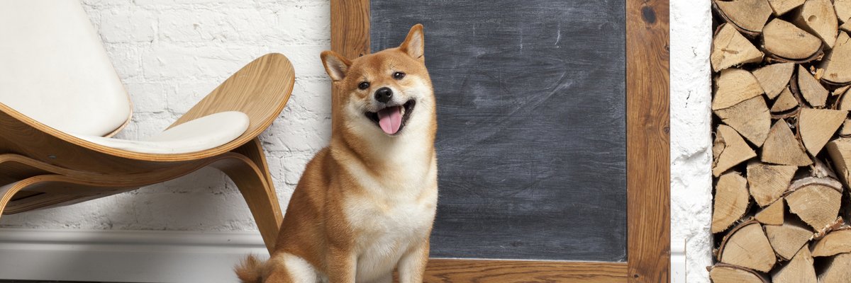Shiba Inu dog standing by chair and chalkboard.