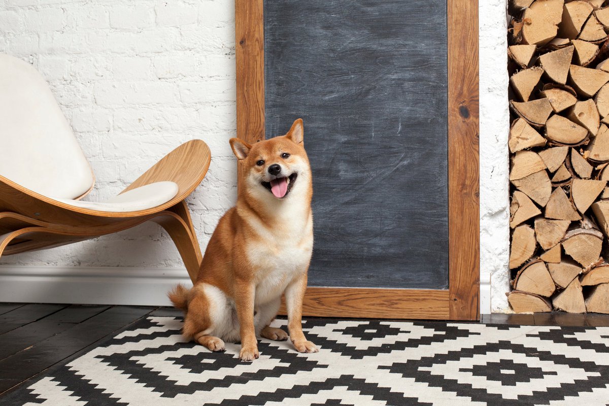 Shiba Inu dog standing by chair and chalkboard.