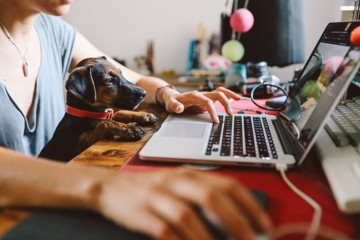 Woman Working on a Laptop With Her Dog