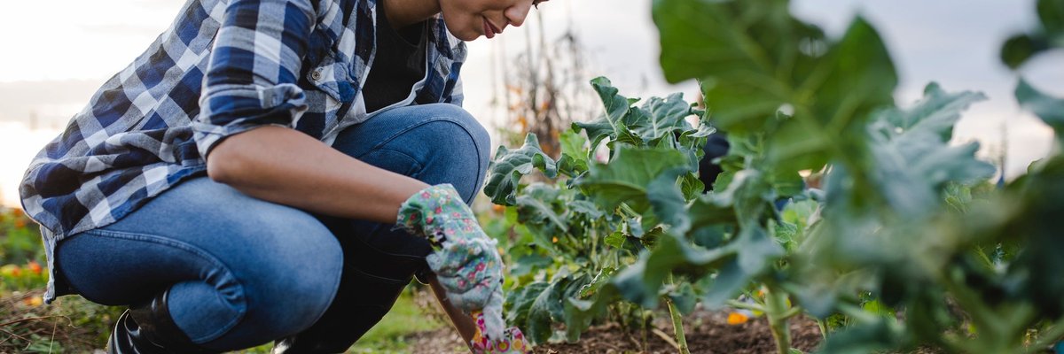 Woman tending to her outdoor vegetable garden.
