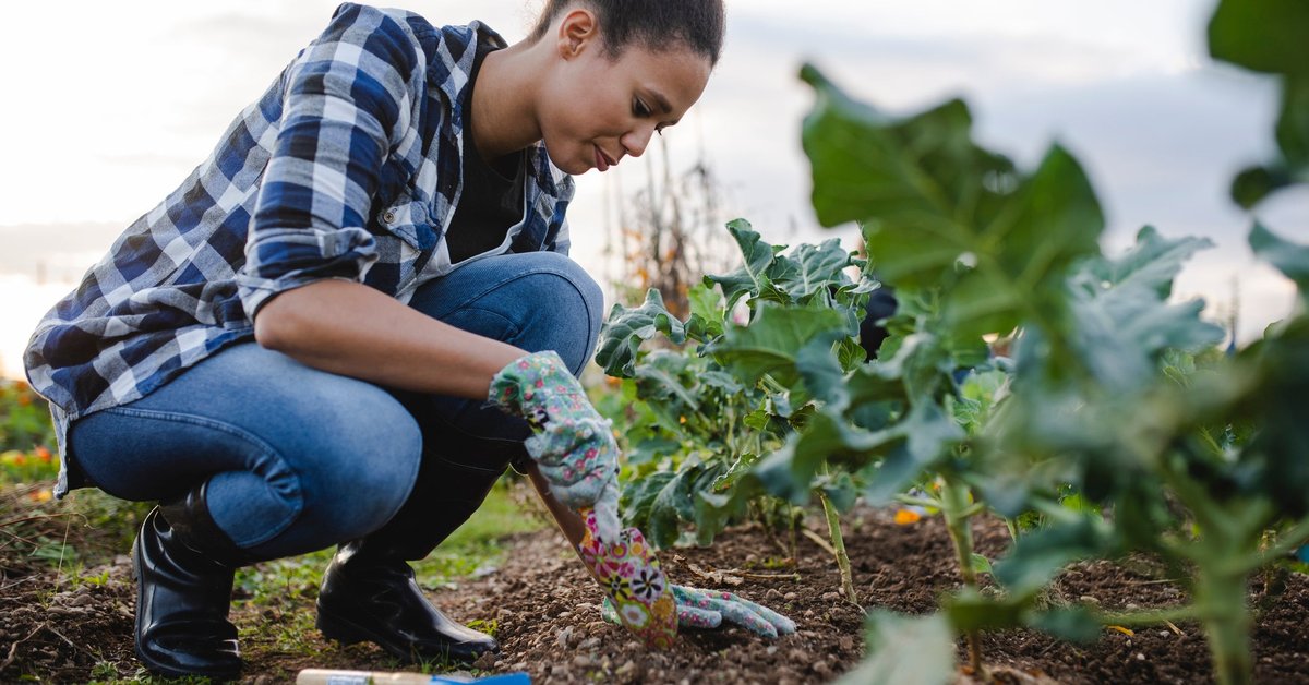 Woman tending to her outdoor vegetable garden.