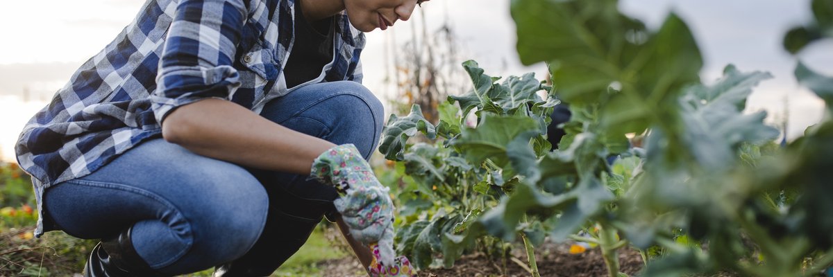 Woman tending to her outdoor vegetable garden.