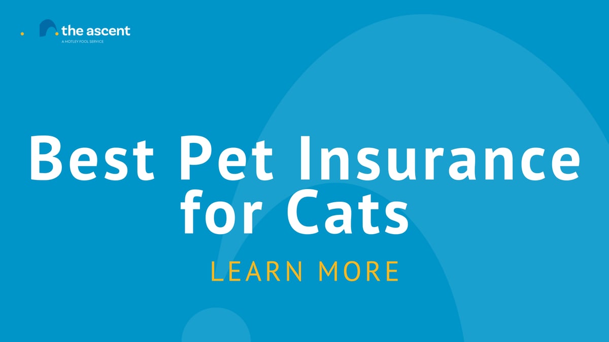 Best Pet Insurance for Cats The Ascent