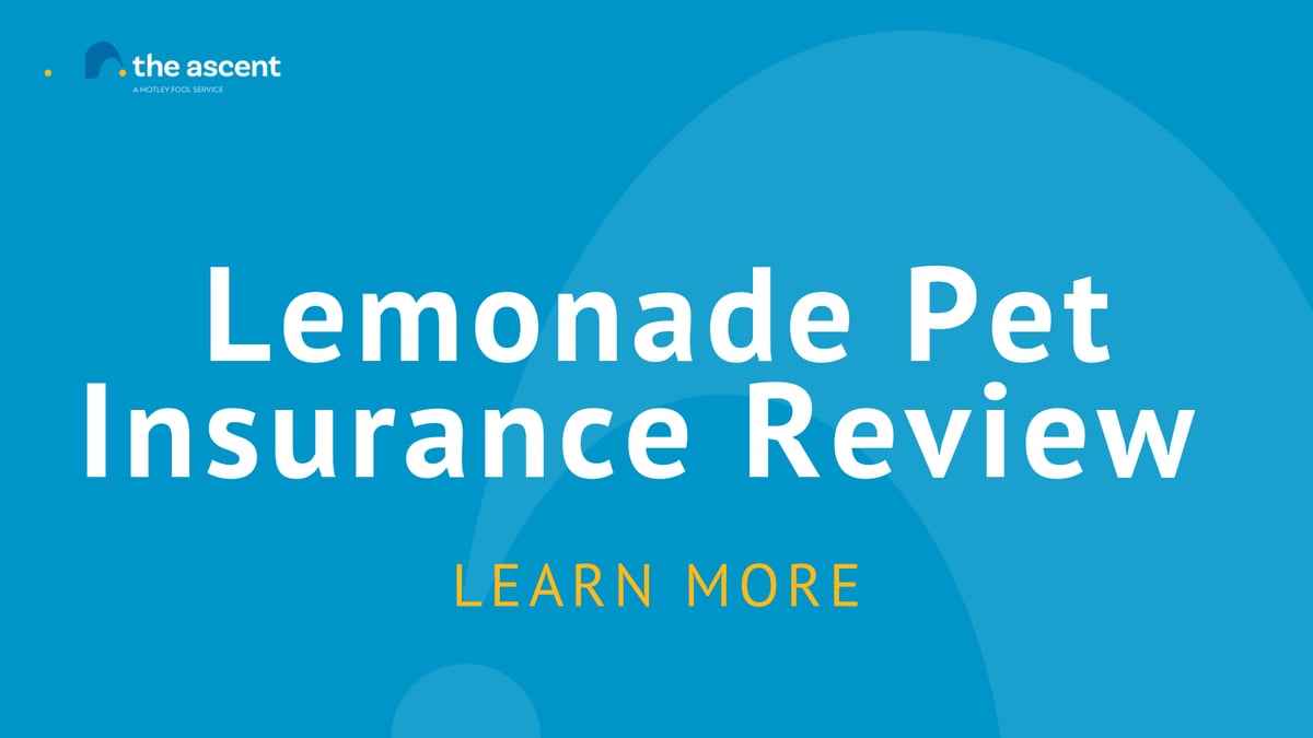 Lemonade Pet Insurance Review The Ascent